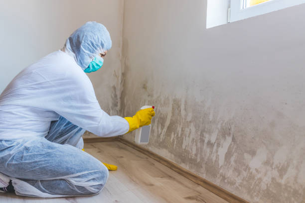 Licensed Mold Removal service in Wakefield, VA - WQB Mold Removal
